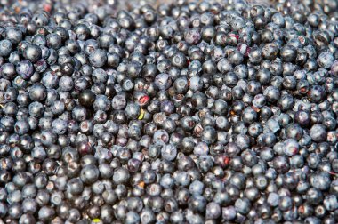 Çalı yenilebilir meyve mavi renk, genellikle denilen 