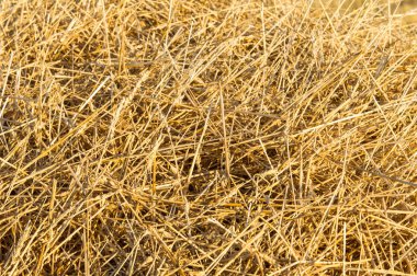 Doku, arka plan. Saman gelen buğday eğimli