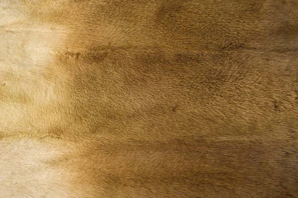 纹理背景 水貂皮草 貂皮大衣 黄金色水貂毛皮 半水栖 Stoatlike 的小型食肉动物原产于北美和欧亚大陆 美国水貂广泛养殖为了它的皮毛 — 图库照片