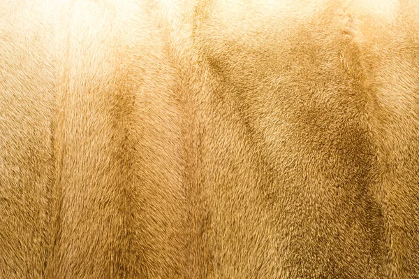 Textur Hintergrund Nerz Nerzmantel Goldfarben Nerz Ein Kleines Semiaquatisches Stoatartiges — Stockfoto