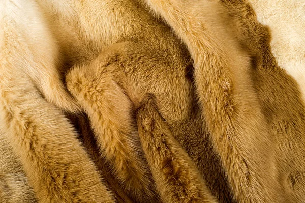 Texture, background. mink fur. Mink coat. Gold color mink fur. a small, semiaquatic, stoatlike carnivore native to North America and Eurasia. The American mink is widely farmed for its fur.