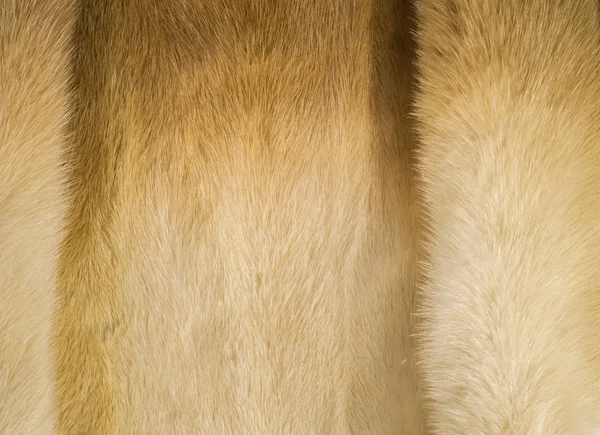 Texture, background. mink fur. Mink coat. Gold color mink fur. a small, semiaquatic, stoatlike carnivore native to North America and Eurasia. The American mink is widely farmed for its fur.