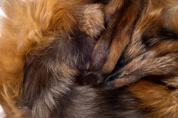 纹理背景 毛皮狐狸 家庭与尖的枪口和浓密的狗食肉哺乳动物尾巴 谚语为其狡猾 — 图库照片
