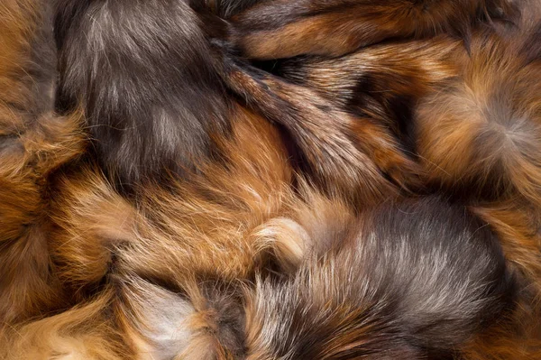 Textura Fundo Raposa Pele Mamífero Carnívoro Família Cão Com Focinho — Fotografia de Stock