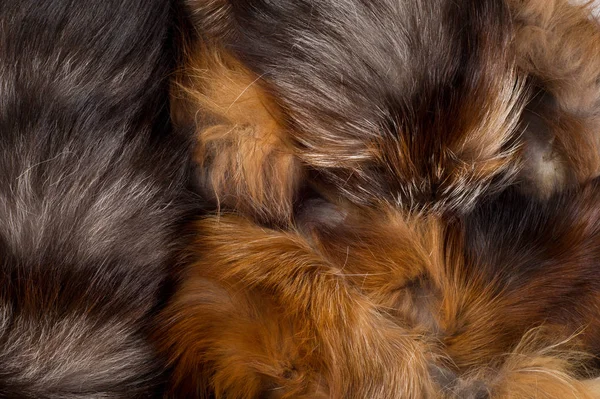 Textura Fondo Zorro Piel Mamífero Carnívoro Familia Los Perros Con — Foto de Stock