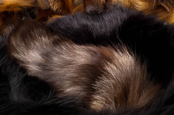 纹理背景 毛皮狐狸 家庭与尖的枪口和浓密的狗食肉哺乳动物尾巴 谚语为其狡猾 — 图库照片