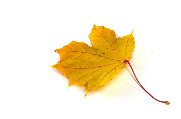 Hojas de arce de otoño — Foto de Stock