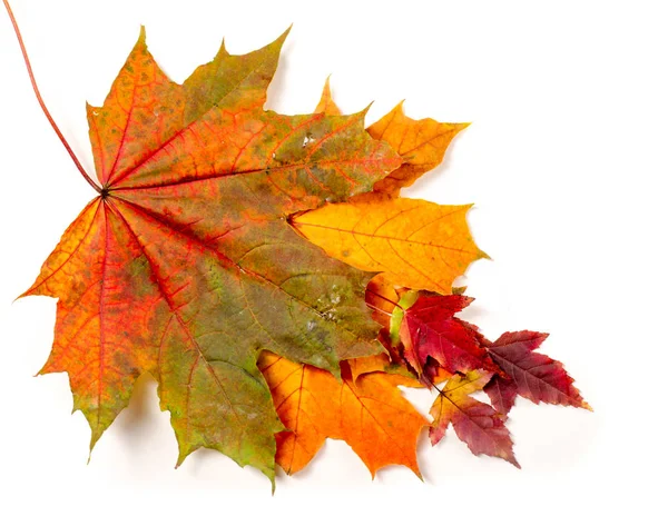 Bunte und helle Hintergrund aus gefallenen Herbstblättern. — Stockfoto