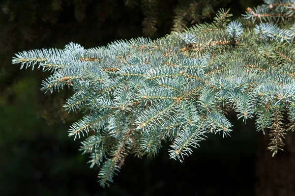 Blue Spruce North American Spruce Sharp Stiff Blue Green Needles — Stock Photo, Image