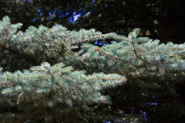 Μπλε Ερυθρελάτη Μια Βορειοαμερικανική Ερυθρελάτης Αιχμηρές Δύσκαμπτη Μπλε Πράσινο Βελόνες — Φωτογραφία Αρχείου