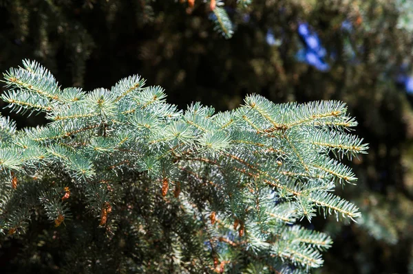 蓝云杉 北美云杉尖锐 激烈的蓝绿色针叶 野外生长的中央洛矶山脉 其许多栽培的品种往往要比野生的蓝颜色 — 图库照片