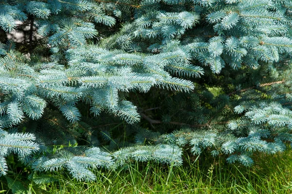 Blågran Ett Nordamerikanskt Spruce Med Kraftig Styv Blå Gröna Nålar — Stockfoto