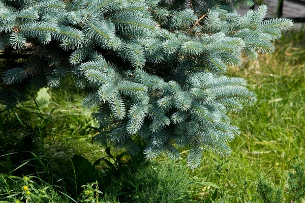 Blue Spruce North American Spruce Sharp Stiff Blue Green Needles — Stock Photo, Image