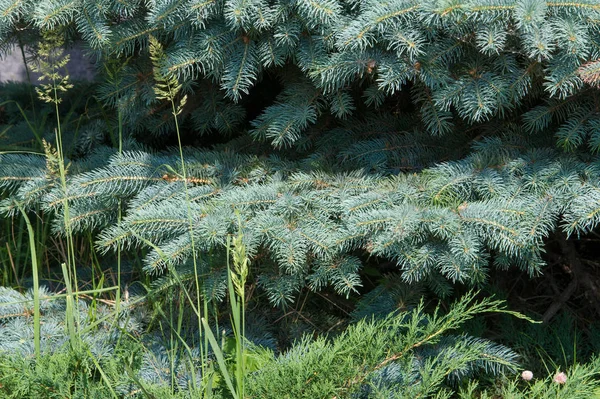 Blue Spruce North American Spruce Sharp Stiff Blue Green Needles — Stock Photo, Image