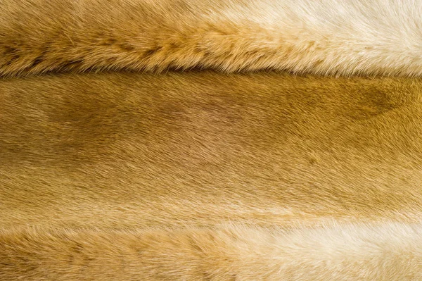 Texture, background. Mink fur — Stock Photo, Image