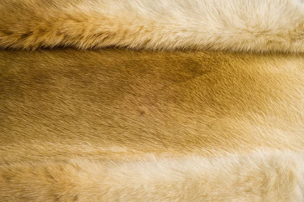 텍스처 배경입니다 동물의 부드러운 머리카락 족제비과의 포유류 — 스톡 사진