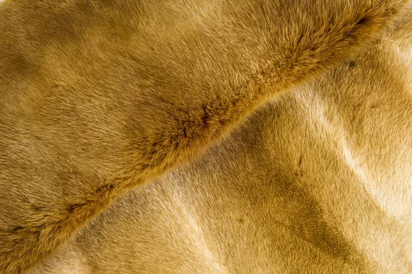 Doku Arka Plan Vizon Kürk Saç Bazı Hayvanların Kısa Ince — Stok fotoğraf
