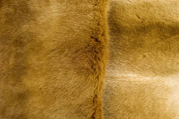 Doku Arka Plan Vizon Kürk Saç Bazı Hayvanların Kısa Ince — Stok fotoğraf