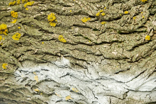 Textura Pozadí Kůra Stromu Topolová Kůra — Stock fotografie