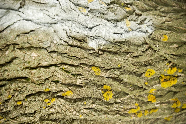 Texture Background Bark Tree Poplar Bark — Stock Photo, Image