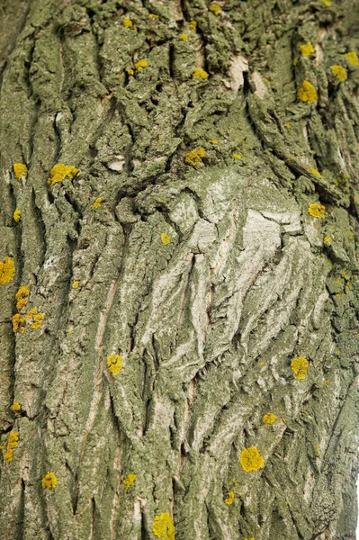 Textura Pozadí Kůra Stromu Topolová Kůra — Stock fotografie