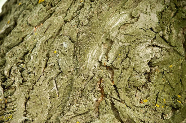 Textura Fondo Corteza Árbol Corteza Álamo — Foto de Stock