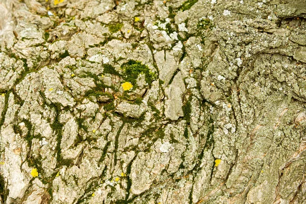 纹理背景 树的树皮 杨树树皮 — 图库照片