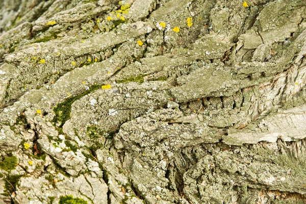 Tekstury Tła Kora Drzewa Topola Kora — Zdjęcie stockowe