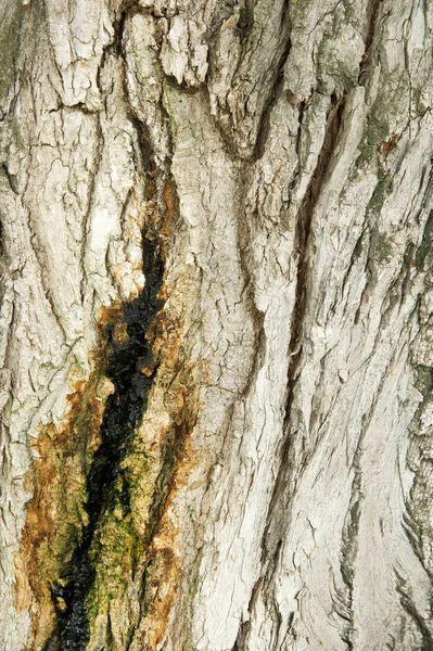 텍스처 배경입니다 나무의 — 스톡 사진