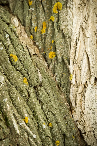 Het Patroon Achtergrond Schors Van Boom Populier Schors — Stockfoto