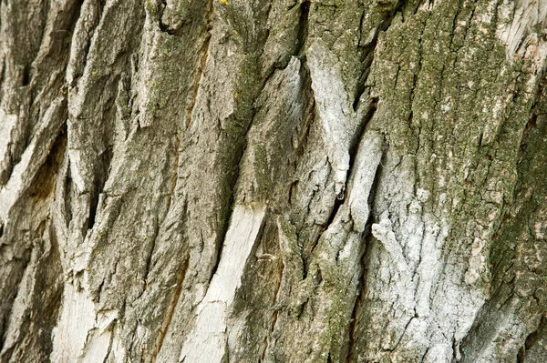 Текстура Фон Кора Дерева Кора Тополя — стоковое фото