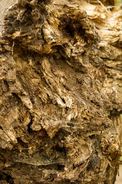 Texture Background Bark Tree Poplar Bark — Stock Photo, Image