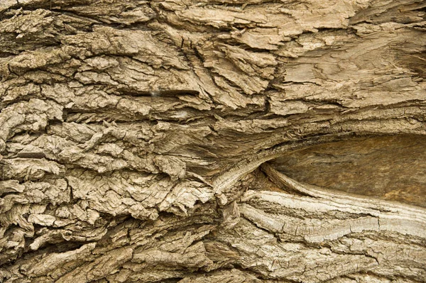 Textura Pozadí Kůra Stromu Topolová Kůra — Stock fotografie