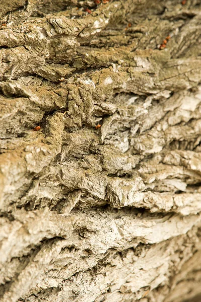 Υφή Φόντο Φλοιό Του Δέντρου Φλοιό Λεύκας — Φωτογραφία Αρχείου