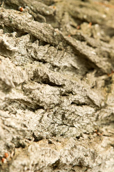 Textura Fondo Corteza Árbol Corteza Álamo —  Fotos de Stock