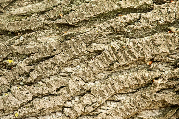 Textura Fundo Latido Árvore Casca Choupo — Fotografia de Stock