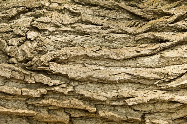 Texture Fond Écorce Arbre Écorce Peuplier — Photo