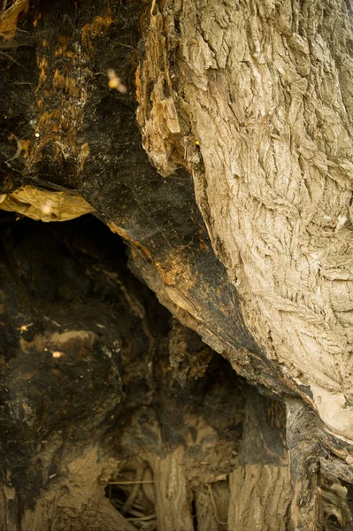 Textura Fondo Raíces Árbol — Foto de Stock