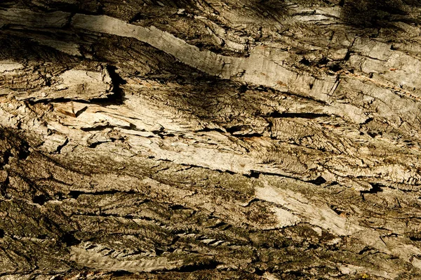 Texture Background Bark Tree Poplar Bark — Stock Photo, Image