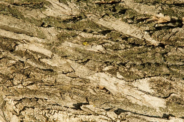 Textura Pozadí Kůra Stromu Topolová Kůra — Stock fotografie