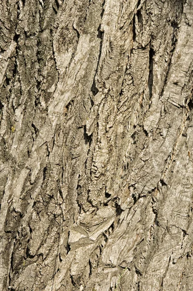 Текстура Фон Кору Дерева Кора Тополя — стокове фото