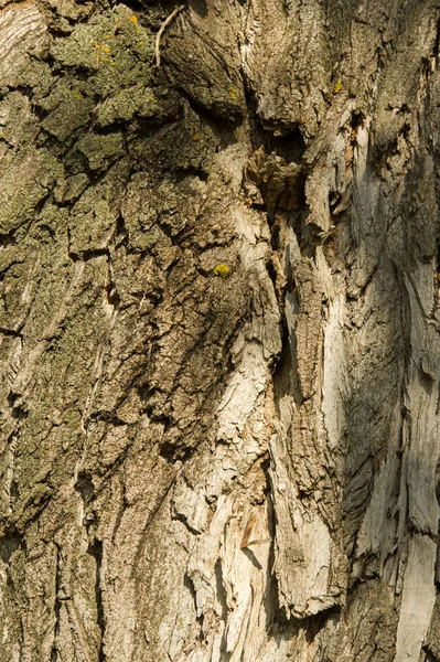 Υφή Φόντο Φλοιό Του Δέντρου Φλοιό Λεύκας — Φωτογραφία Αρχείου