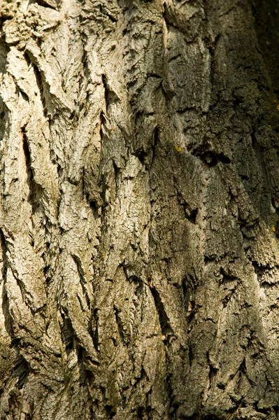 Het Patroon Achtergrond Schors Van Boom Populier Schors — Stockfoto