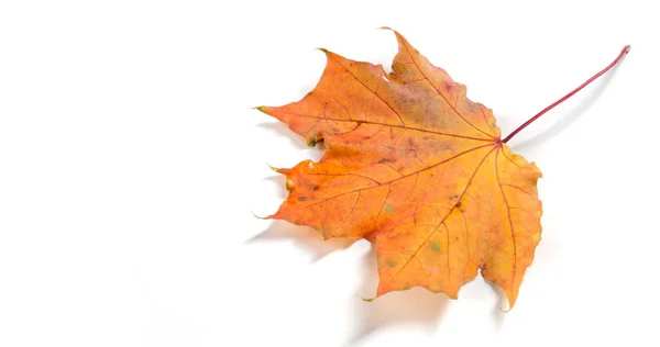 Herfst Esdoorn Bladeren Gele Esdoornblad Als Een Herfst Symbool Geïsoleerd — Stockfoto