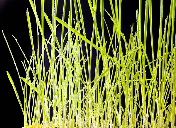 Молодая Трава Черном Фоне Текстура Зеленая Изолированные — стоковое фото