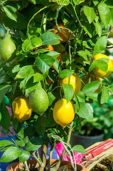 Zitronenbaum Topf Mit Früchten — Stockfoto
