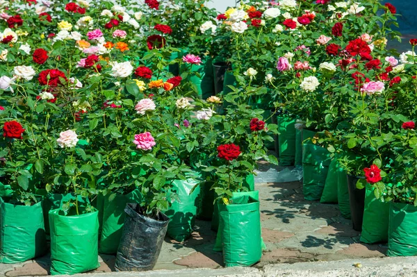 gül. bir dikenli çalı veya çalı taşıyan genellikle kırmızı, pembe, y