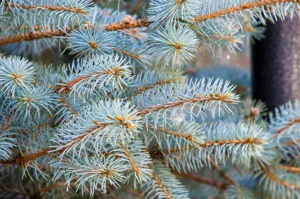 Doku Arka Plan Mavi Ladin Çam Ağacı Dalları — Stok fotoğraf