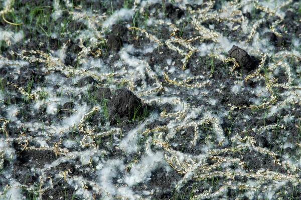 Het Patroon Achtergrond Populier Pluis Grond Zachte Vezels Van Stoffen — Stockfoto