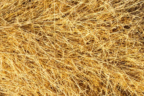 稻草从小麦斜面 — 图库照片